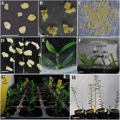 Heterologous Expression of the AtNPR1 Gene in Olive and Its Effects on Fungal Tolerance